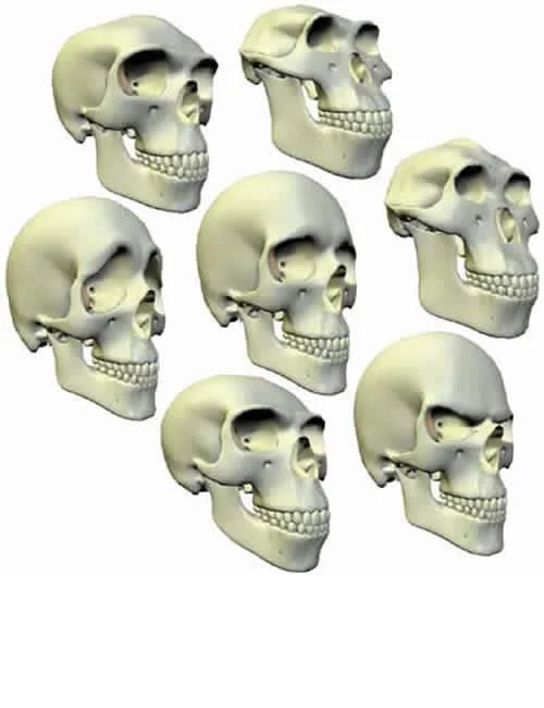 Morphing Skull