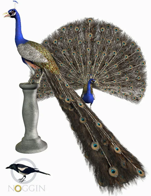 Peacock